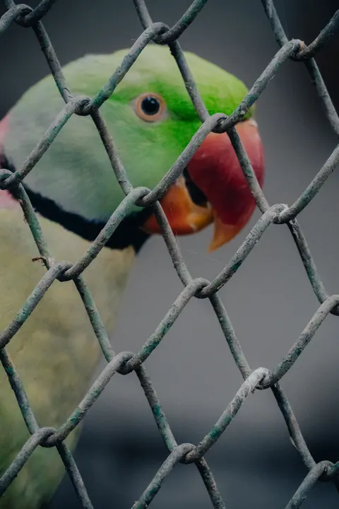 Parrot Phone Wallpaper · pets · 1440×2160