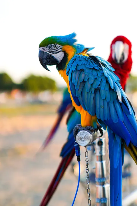 Parrot Phone Wallpaper · pets · 1440×2160
