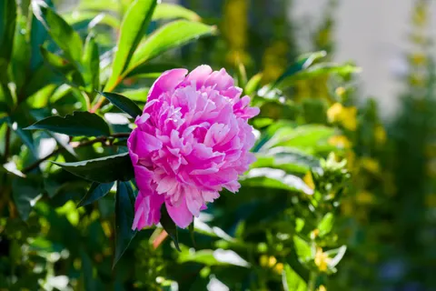पियोनी 4K वॉलपेपर · flowers · 3840×2558