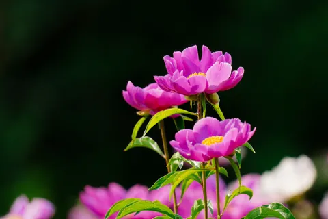 Pioenroos 4K-achtergrond · flowers · 3840×2561