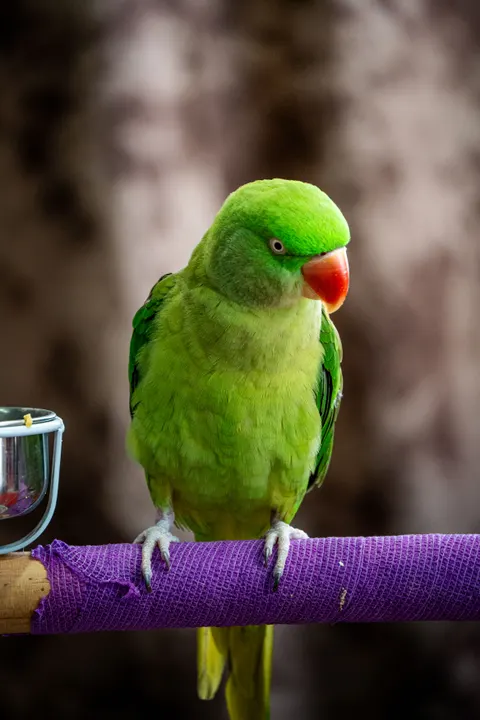 Parrot Phone Wallpaper · pets · 1440×2160