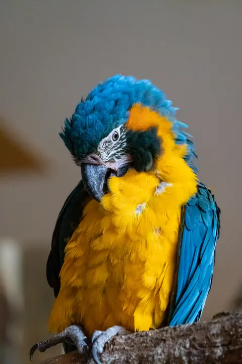 Parrot Phone Wallpaper · pets · 1440×2160