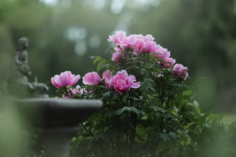 Peony 4K Wallpaper · flowers · 3840×2560
