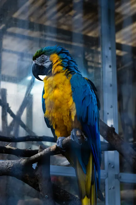 Parrot Phone Wallpaper · pets · 1440×2160