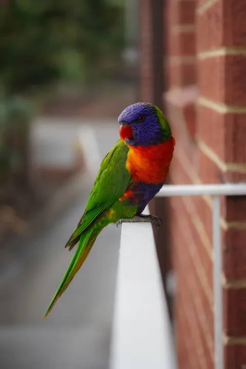 Parrot Phone Wallpaper · pets · 1440×2160