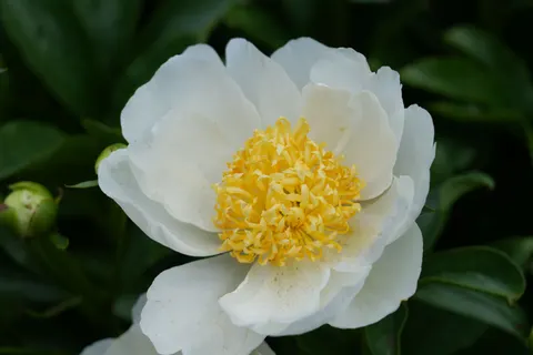 Hình nền Hoa mẫu đơn 4K · flowers · 3840×2560