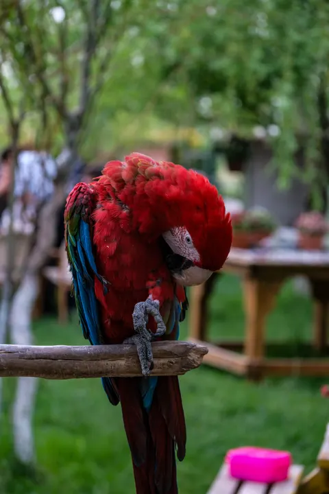 Parrot Phone Wallpaper · pets · 1440×2160