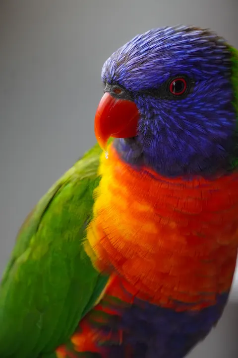 Parrot Phone Wallpaper · pets · 1440×2160