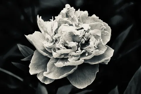 Peony 4K Wallpaper · flowers · 3840×2560