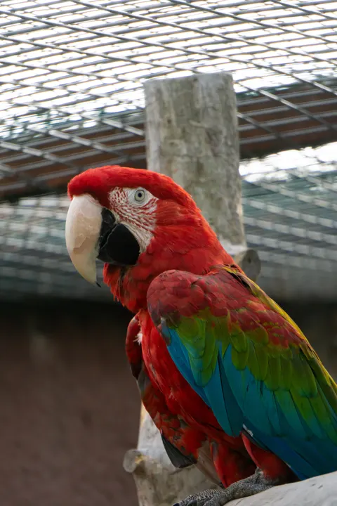 Parrot Phone Wallpaper · pets · 1440×2160