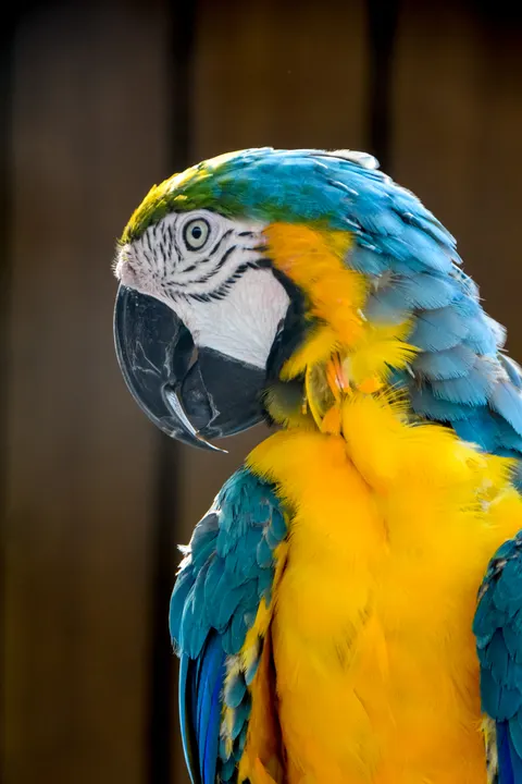 Parrot Phone Wallpaper · pets · 1440×2160