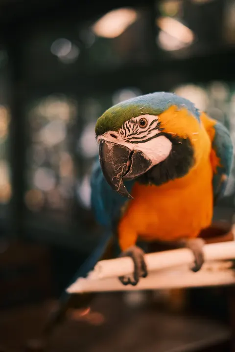 Parrot Phone Wallpaper · pets · 1440×2160