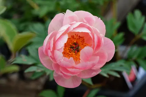 Peony 4K Wallpaper · flowers · 3840×2560