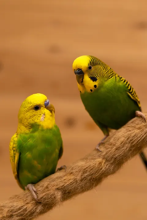 Parrot Phone Wallpaper · pets · 1440×2160