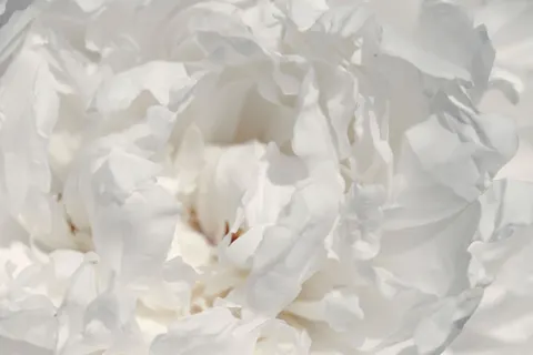 पियोनी 4K वॉलपेपर · flowers · 3840×2563