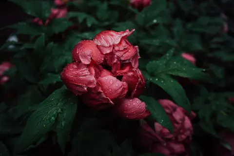 Peony 4K Wallpaper · flowers · 3840×2560