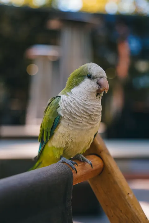 Parrot Phone Wallpaper · pets · 1440×2160