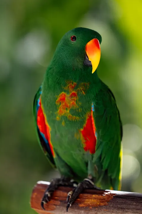 Fond d'écran mobile Perroquet · pets · 1440×2159