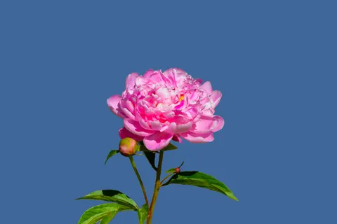 牡丹 4K桌布 · flowers · 3840×2563