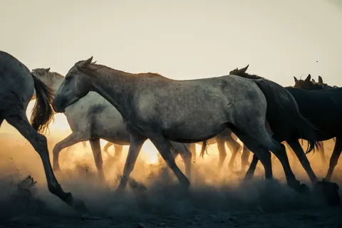 Tapeta Koń 4K · animals · 3840×2560