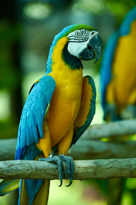 Parrot Phone Wallpaper · pets · 1440×2160