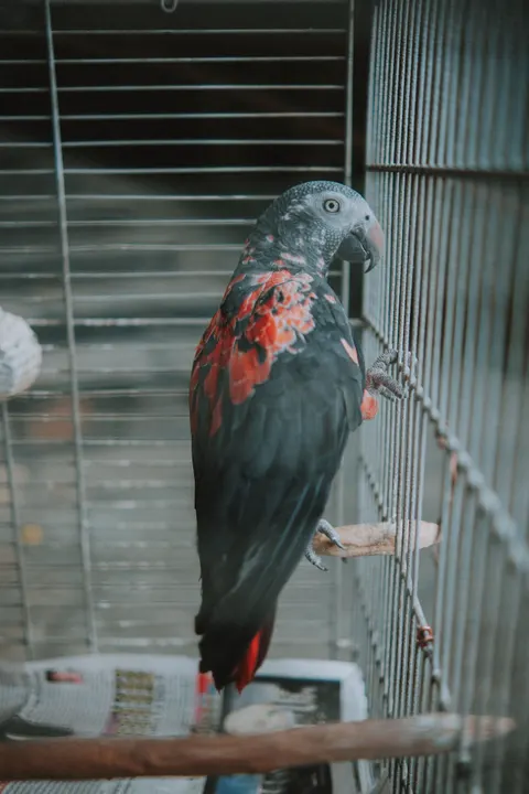 Parrot Phone Wallpaper · pets · 1440×2160