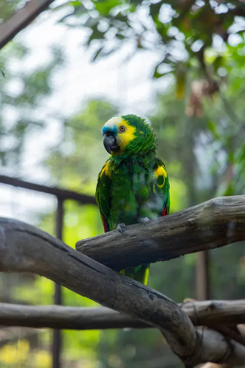 Parrot Phone Wallpaper · pets · 1440×2159
