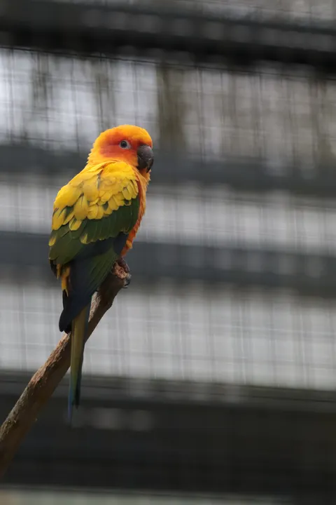 Parrot Phone Wallpaper · pets · 1440×2160