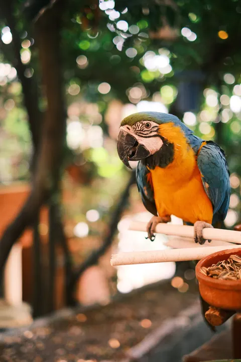 Parrot Phone Wallpaper · pets · 1440×2160
