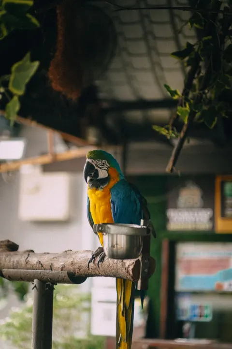 Parrot Phone Wallpaper · pets · 1440×2160