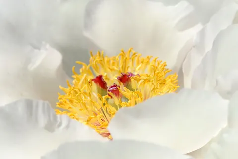 Fondo de pantalla Peonía 4K · flowers · 3840×2563