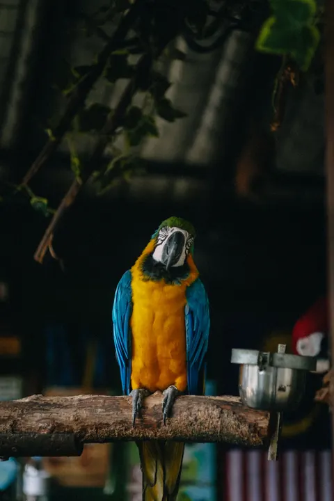 Parrot Phone Wallpaper · pets · 1440×2160
