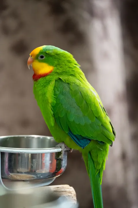 Papuga Tapeta na Telefon · pets · 1440×2160
