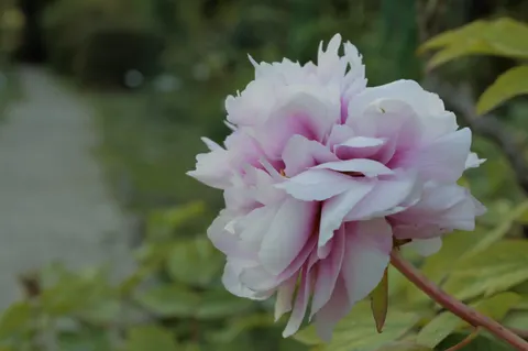 Pioenroos 4K-achtergrond · flowers · 3840×2553