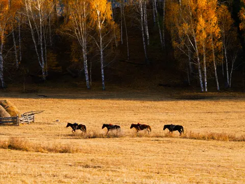 Sfondo Cavallo 4K · animals · 3840×2880