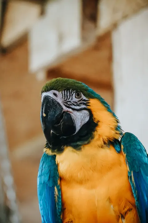 Parrot Phone Wallpaper · pets · 1440×2160