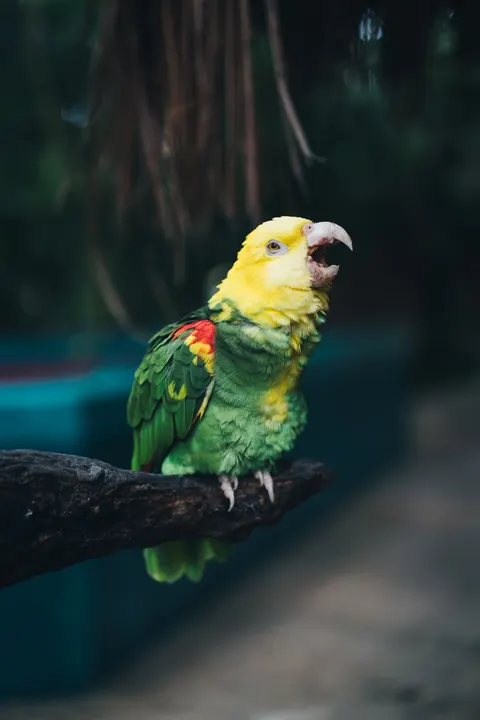 Parrot Phone Wallpaper · pets · 1440×2160