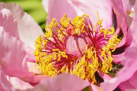 Tapeta Piwonia 4K · flowers · 3840×2561