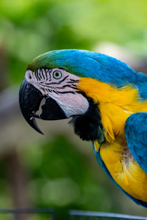 Parrot Phone Wallpaper · pets · 1440×2160
