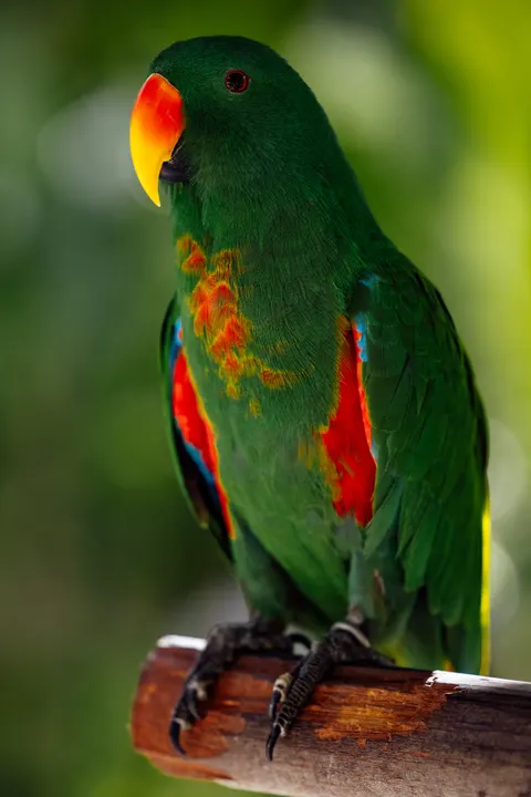 Parrot Phone Wallpaper · pets · 1440×2159