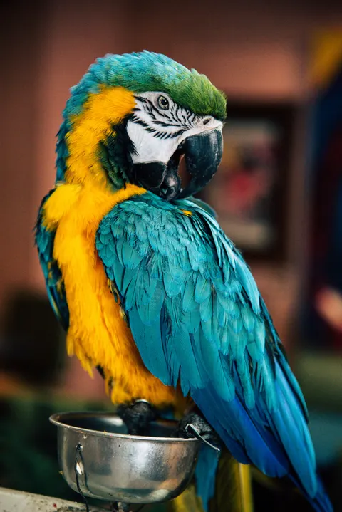 Parrot Phone Wallpaper · pets · 1440×2157
