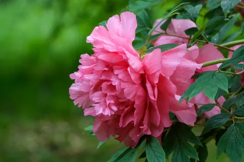 Peony 4K Wallpaper · flowers · 3840×2560