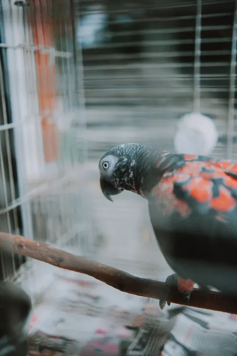 Parrot Phone Wallpaper · pets · 1440×2160