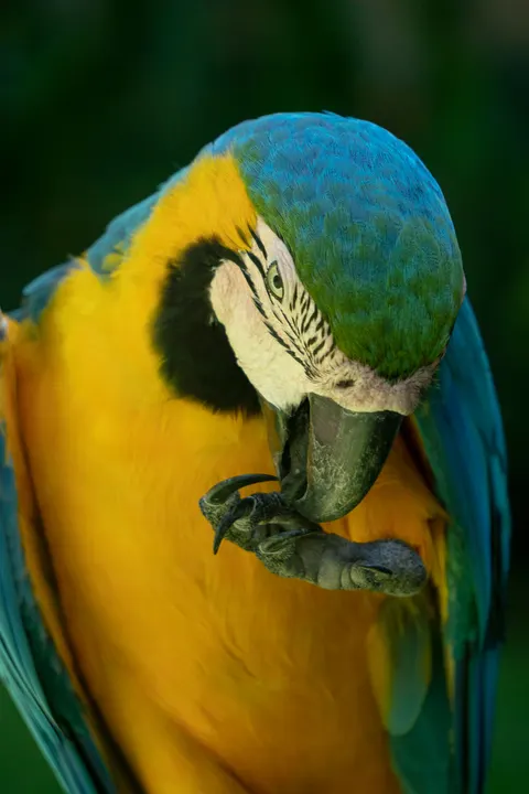 Parrot Phone Wallpaper · pets · 1440×2160
