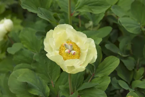 पियोनी 4K वॉलपेपर · flowers · 3840×2561
