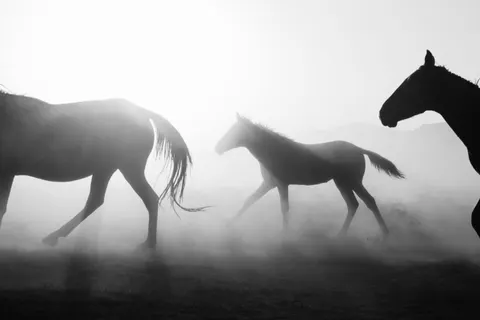 Wallpaper Kuda 4K · animals · 3840×2560