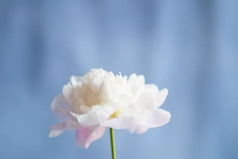 Peony 4K Wallpaper · flowers · 3840×2560