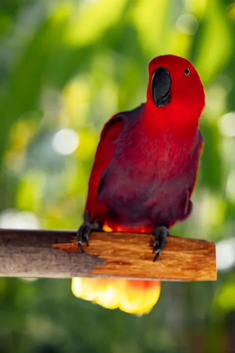 Parrot Phone Wallpaper · pets · 1440×2159