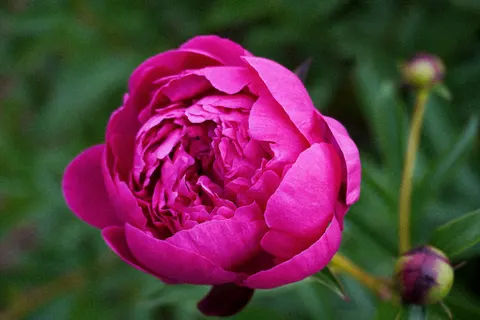 पियोनी 4K वॉलपेपर · flowers · 3840×2560