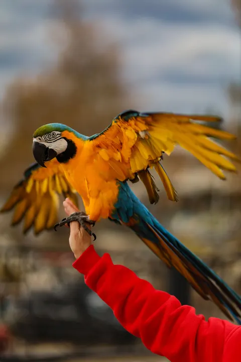 Parrot Phone Wallpaper · pets · 1440×2160